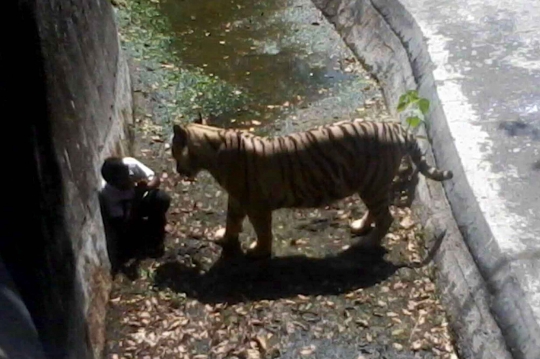 Kisah tragis pelajar India tewas diterkam harimau putih