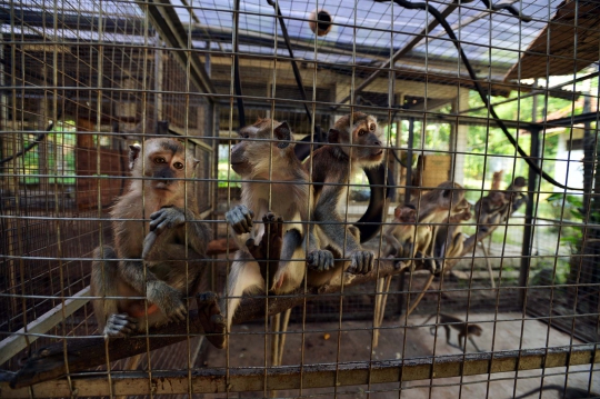 BKHI lepaskan 8 kera hasil razia topeng monyet ke Hutan Cikepuh