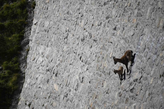 Aksi ekstrem kambing Ibex turuni dinding curam 80 derajat