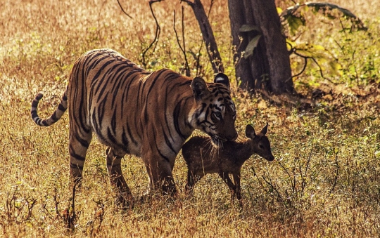 Ketika harimau akrab bermain dengan bayi rusa