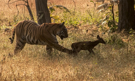 Ketika harimau akrab bermain dengan bayi rusa