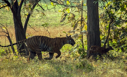 Ketika harimau akrab bermain dengan bayi rusa