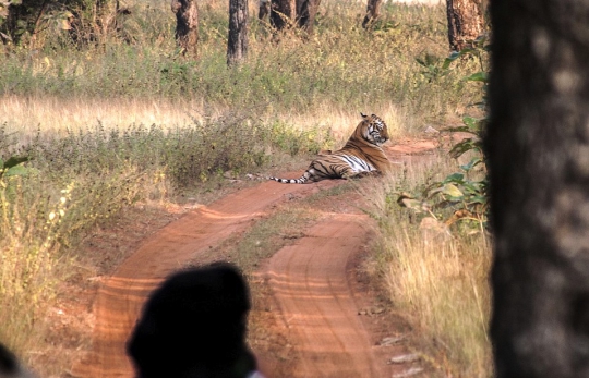 Ketika harimau akrab bermain dengan bayi rusa