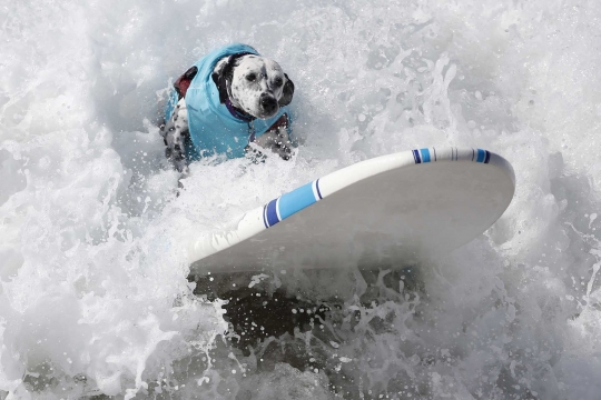 Aksi anjing heroik berselancar taklukkan ombak Pantai California