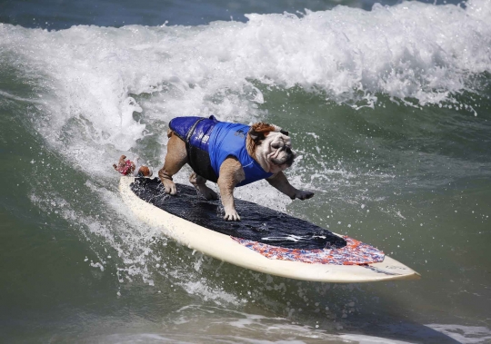 Aksi anjing heroik berselancar taklukkan ombak Pantai California