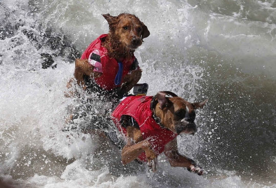 Aksi anjing heroik berselancar taklukkan ombak Pantai California