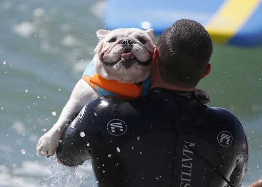 Aksi anjing heroik berselancar taklukkan ombak Pantai California