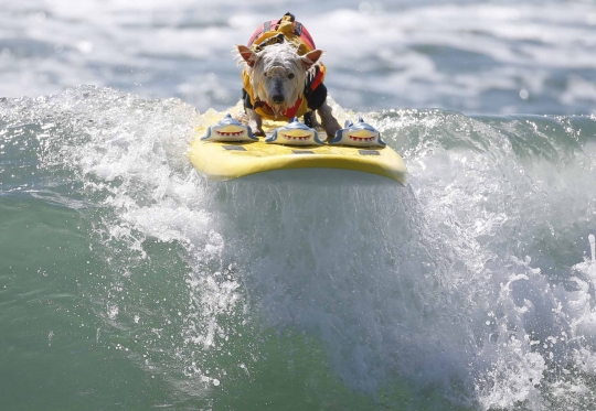 Aksi anjing heroik berselancar taklukkan ombak Pantai California