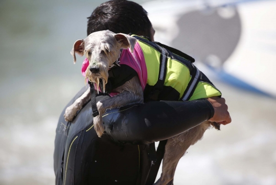 Aksi anjing heroik berselancar taklukkan ombak Pantai California