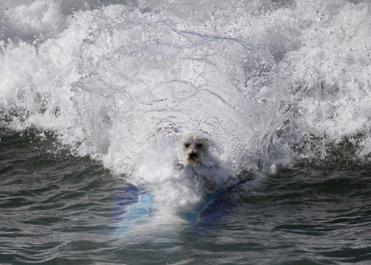 Aksi anjing heroik berselancar taklukkan ombak Pantai California