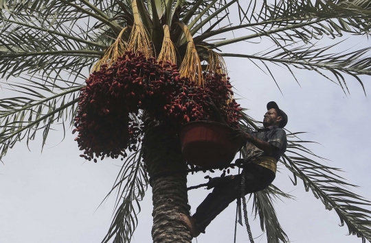 Memanen kurma merah di selatan Gaza