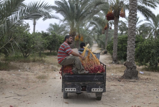 Memanen kurma merah di selatan Gaza