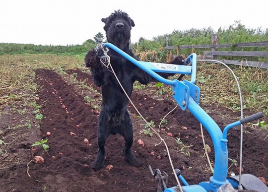 Kisah heroik Lemon, anjing Schnauzer yang jago bertani