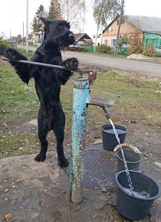 Kisah heroik Lemon, anjing Schnauzer yang jago bertani