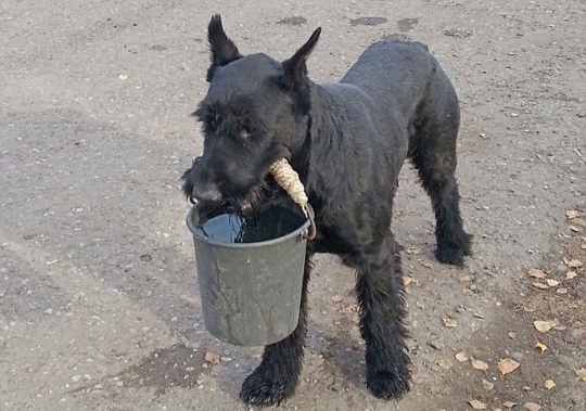 Kisah heroik Lemon, anjing Schnauzer yang jago bertani