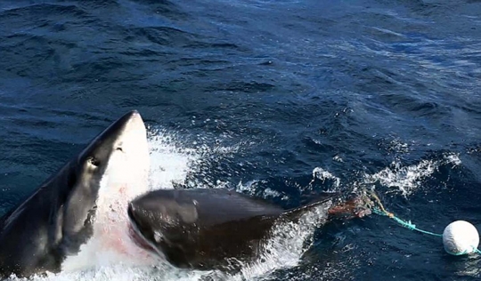 Pertarungan sengit dua hiu berebut makanan di perairan Australia