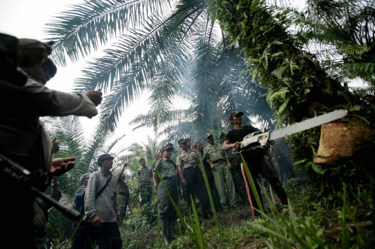 Pemusnahan ribuan hektare kebun kelapa sawit di kawasan Leuser