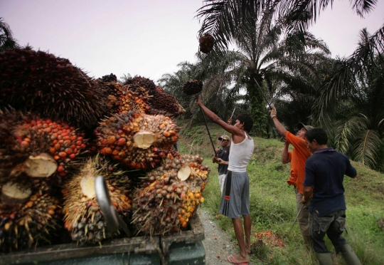 Pemusnahan ribuan hektare kebun kelapa sawit di kawasan Leuser