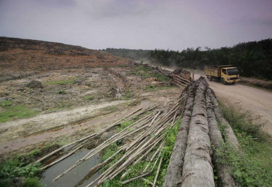 Pemusnahan ribuan hektare kebun kelapa sawit di kawasan Leuser