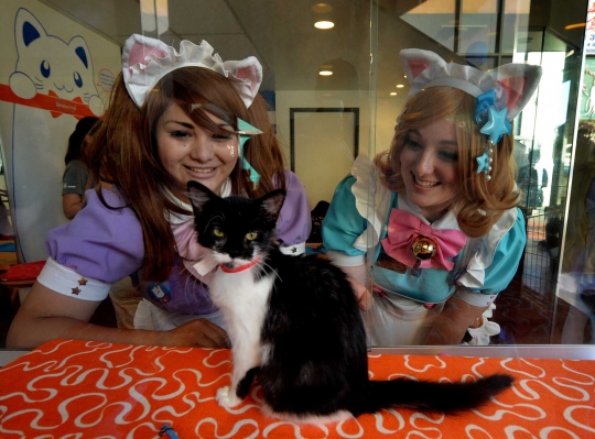 Sensasi makan bersama kucing di Cat Cafe