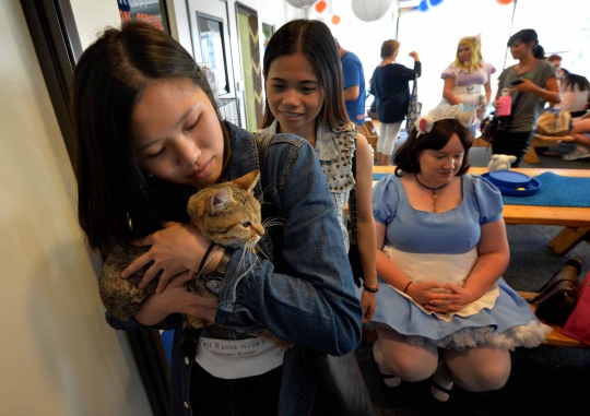 Sensasi makan bersama kucing di Cat Cafe