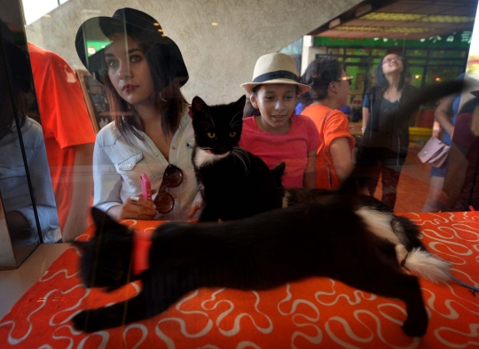 Sensasi makan bersama kucing di Cat Cafe