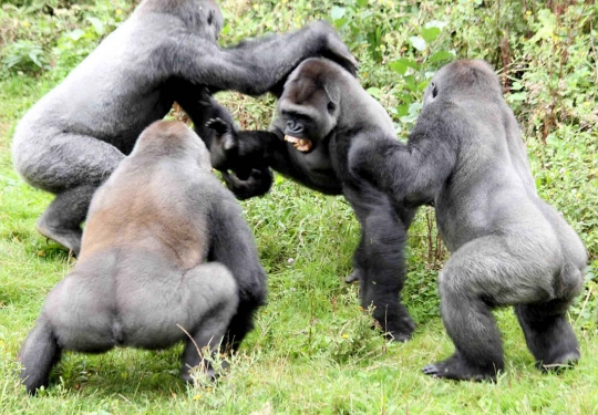 Pertarungan sengit 4 gorila demi dapatkan tomat