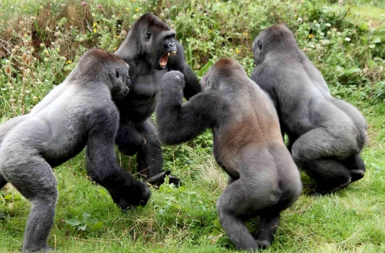 Pertarungan sengit 4 gorila demi dapatkan tomat