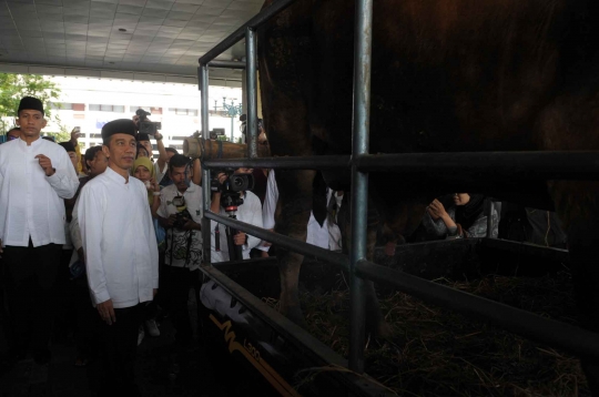 Hari Raya Idul Adha, Jokowi kurban 20 sapi dan 44 kambing