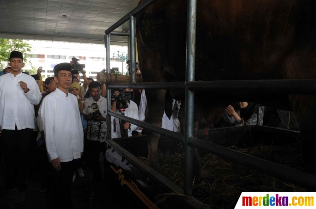 Foto : Hari Raya Idul Adha, Jokowi kurban 20 sapi dan 44 