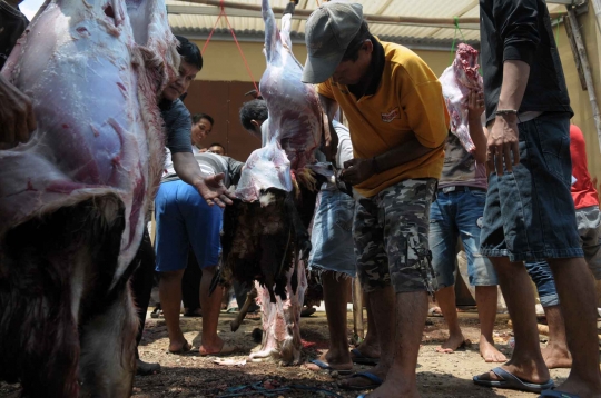 Kebersamaan warga Pulo Jahe ramai-ramai sembelih hewan kurban