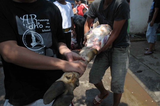 Kebersamaan warga Pulo Jahe ramai-ramai sembelih hewan kurban