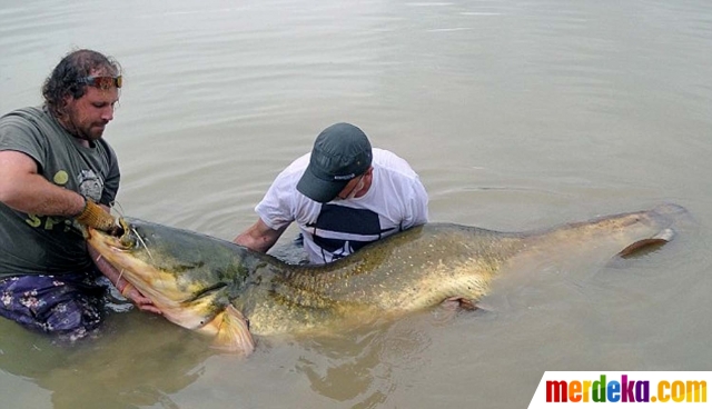  Foto  Heboh pria Spanyol temukan ikan  lele  raksasa  di  