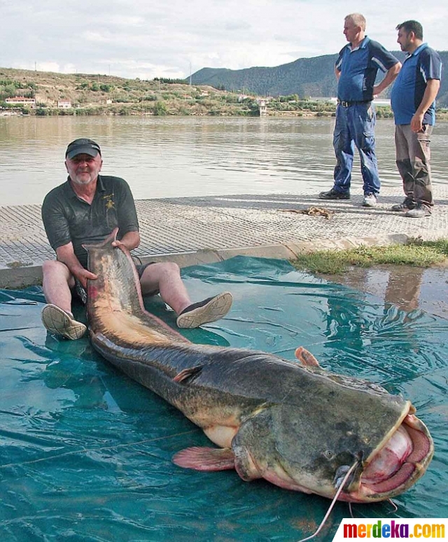 Foto Heboh pria Spanyol temukan ikan lele raksasa  di 