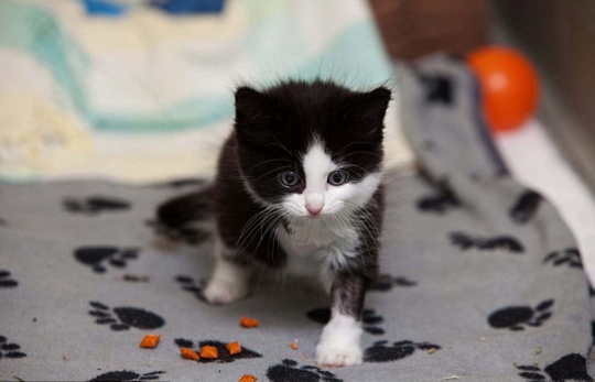 Malangnya kucing Babybel, kehilangan kaki akibat jebakan tikus