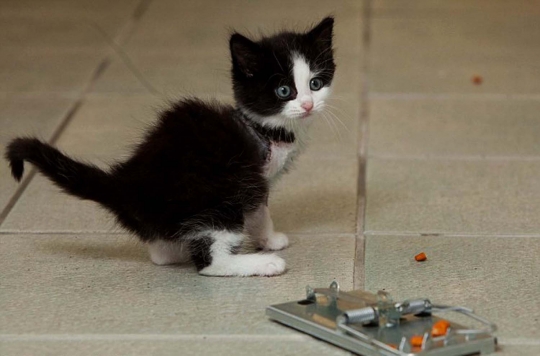 Malangnya kucing Babybel, kehilangan kaki akibat jebakan tikus