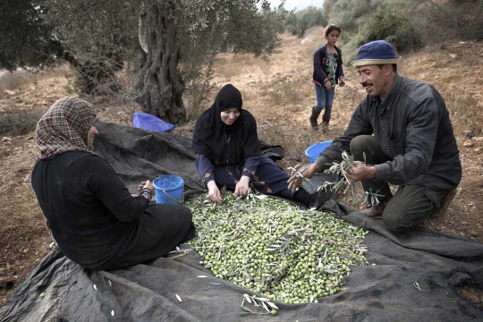 Melihat petani Palestina saat memanen buah zaitun di Nablus