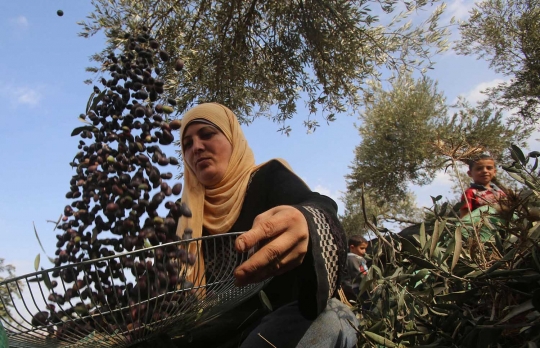 Melihat petani Palestina saat memanen buah zaitun di Nablus