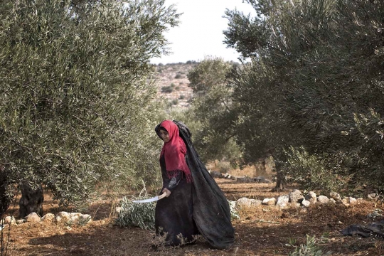 Melihat petani Palestina saat memanen buah zaitun di Nablus