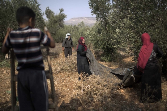 Melihat petani Palestina saat memanen buah zaitun di Nablus