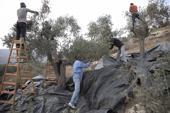 Melihat petani Palestina saat memanen buah zaitun di Nablus