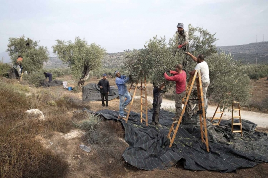 Melihat petani Palestina saat memanen buah zaitun di Nablus