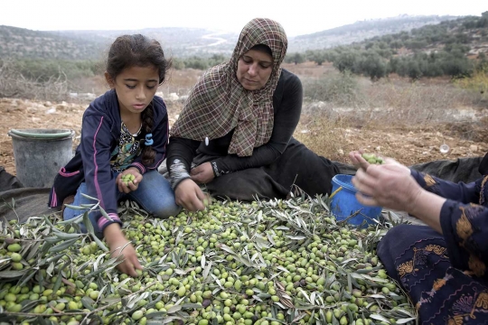 Melihat petani Palestina saat memanen buah zaitun di Nablus