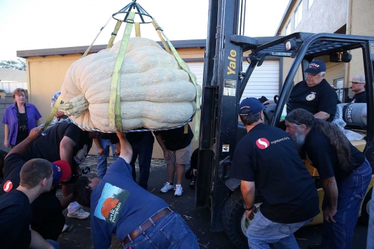 Kontes labu raksasa ini bikin geger warga California