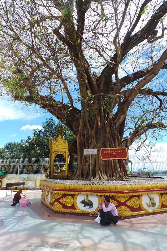 Melihat kemilau emas kuil Budha paling suci di Myanmar
