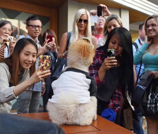 Ini Jiff, anjing menggemaskan yang jago berjalan dengan dua kaki