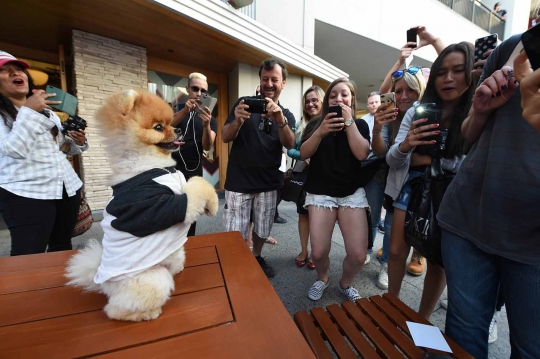 Ini Jiff, anjing menggemaskan yang jago berjalan dengan dua kaki