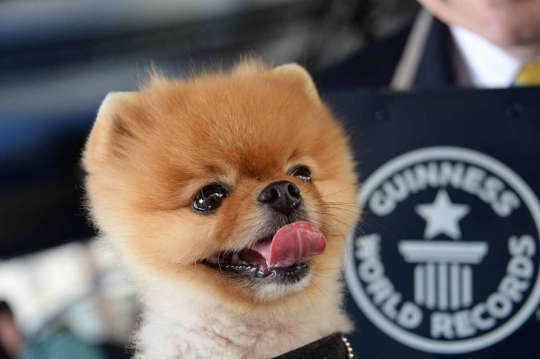 Ini Jiff, anjing menggemaskan yang jago berjalan dengan dua kaki