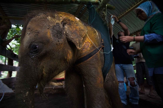 Kondisi miris Agam, anak gajah Sumatera di Aceh alami patah kaki
