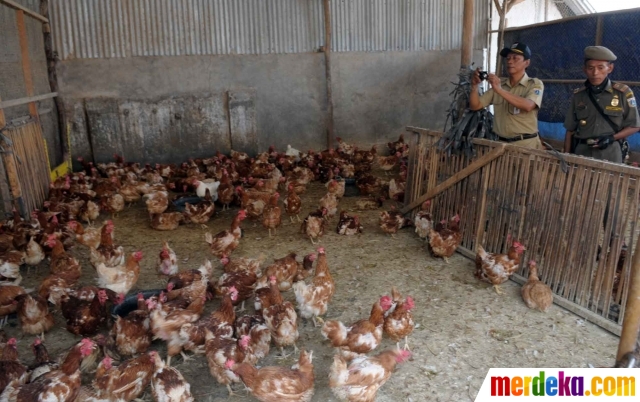 Foto Cegah Flu Burung Belasan Peternakan Unggas Di Dki Ditutup